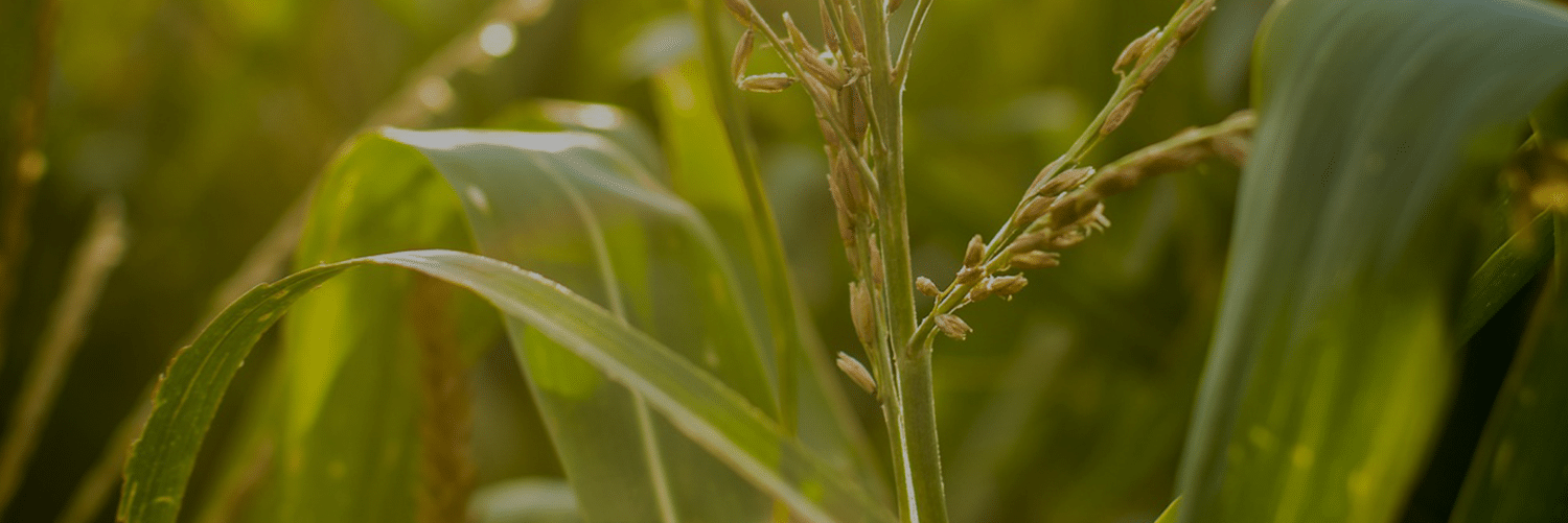 Blog-Cover-corn-3