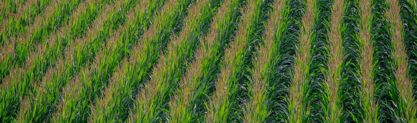CIBO-header-large-corn-shane