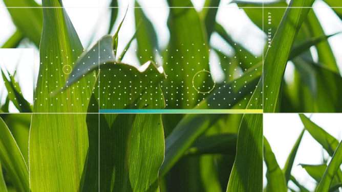 Cornstalks-b-668x376