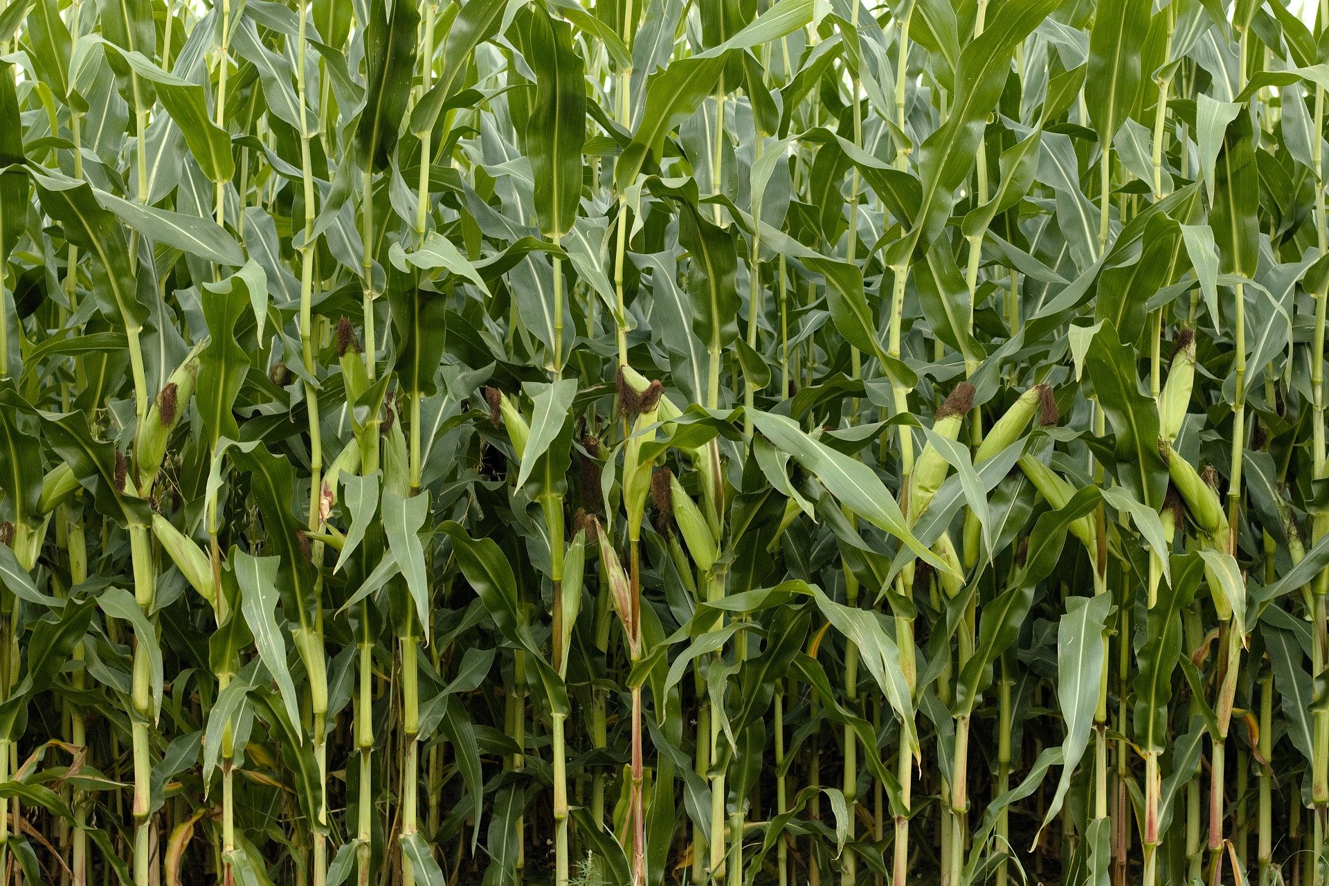 corn-1662551_1920