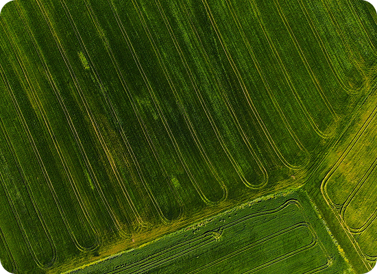 Field