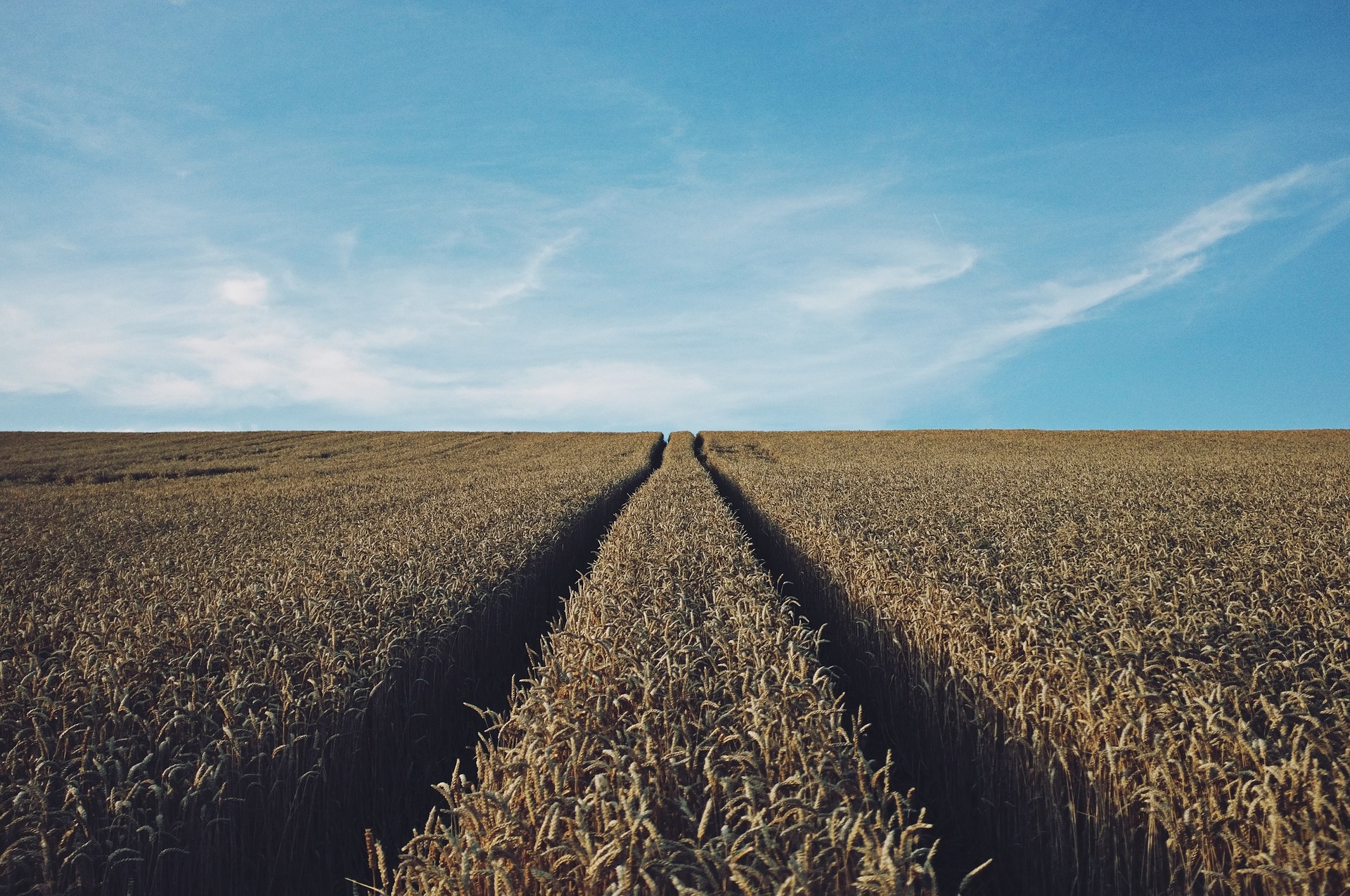wheat