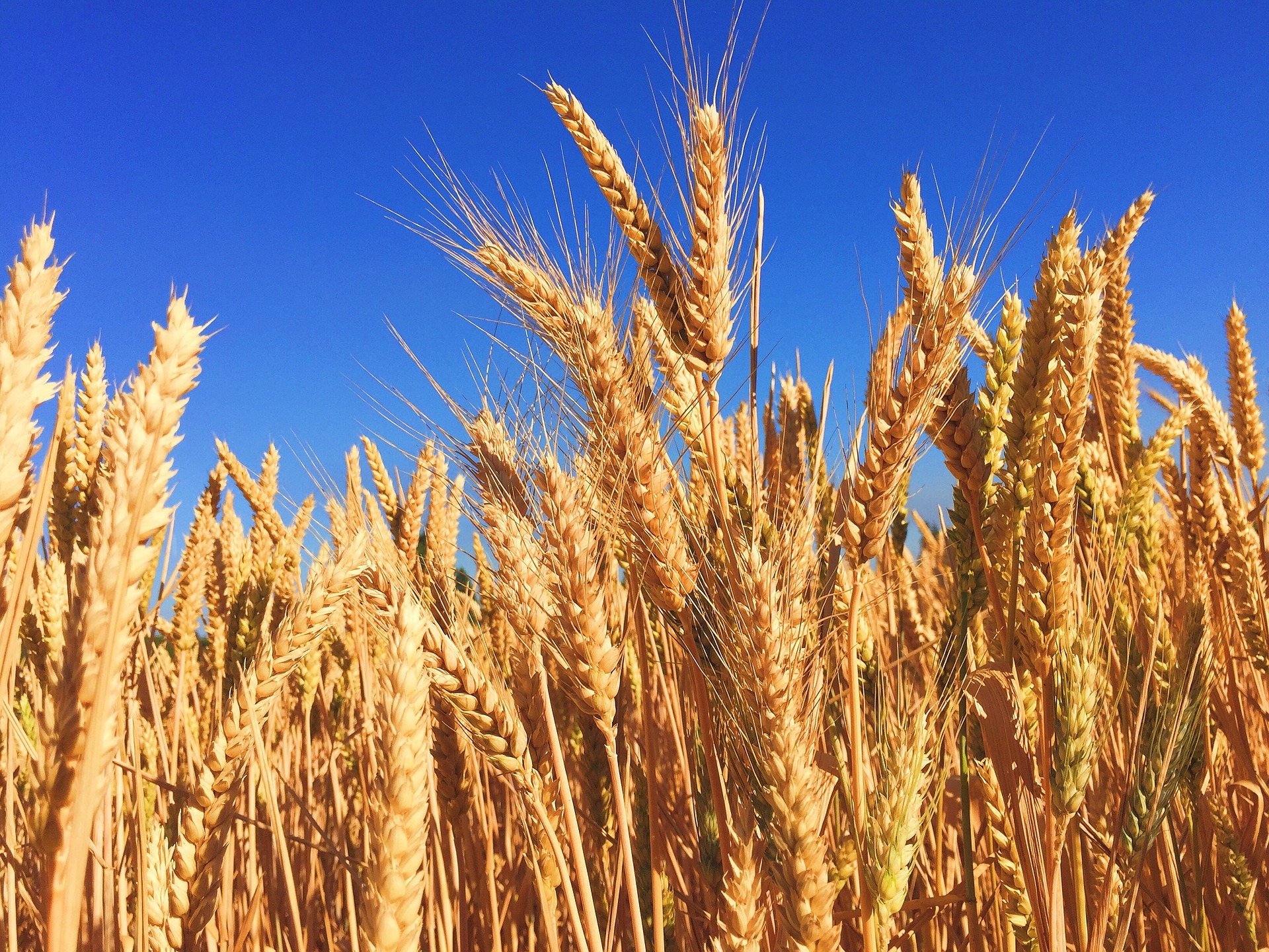 wheat-863392_1920