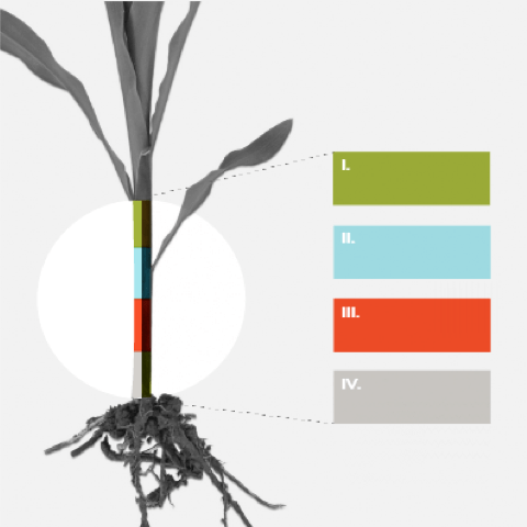 Corn plant roots