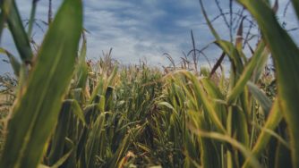 Corn field
