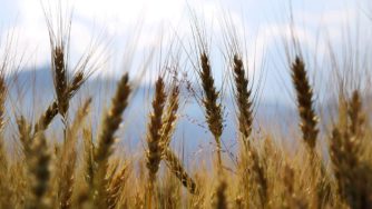 Wheat field