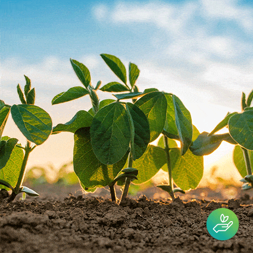 Sustainability