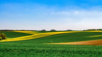 green field 2237485