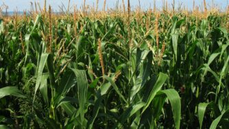 corn field 1935 1920