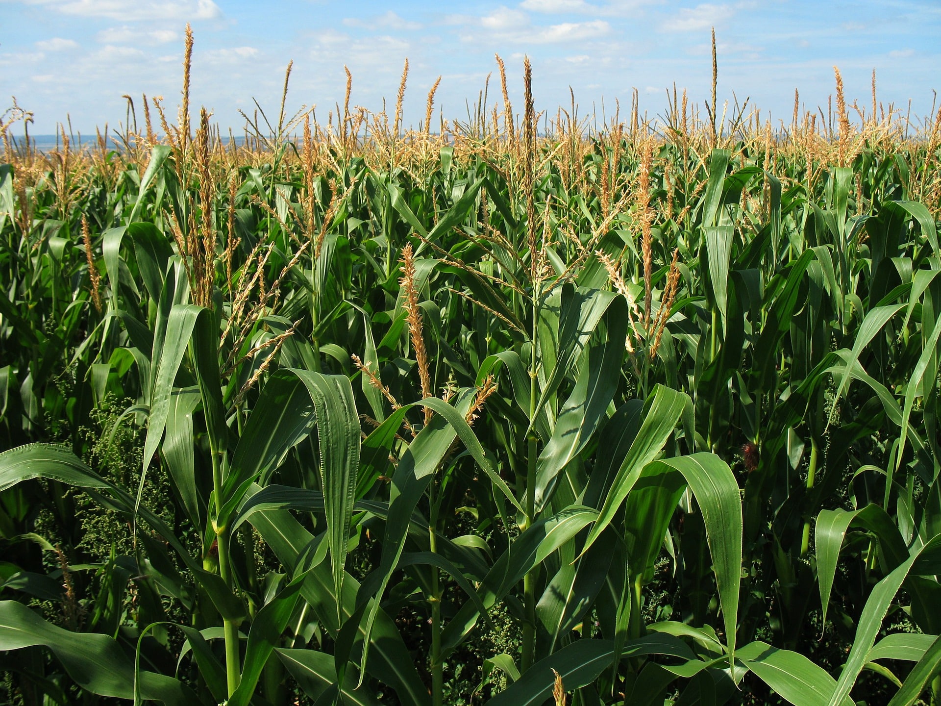 corn field 1935 1920