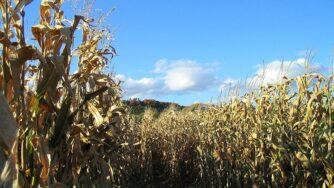 corn field card