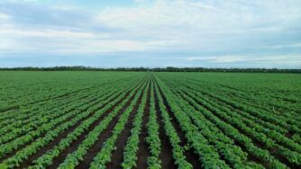 soybean field 1610754 1280