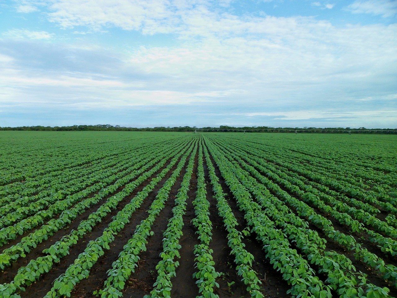 soybean field 1610754 1280