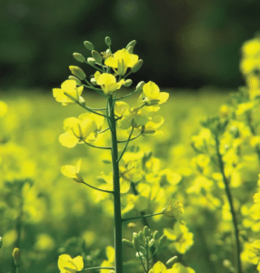 Brassica cover crop Mustard