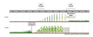 Cover crop between a typical corn soybean rotation