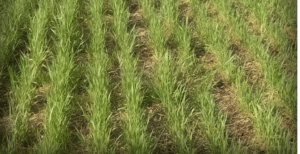 Grass species Cereal rye