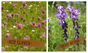 Leguminous cover crops red clover L and hairy vetch