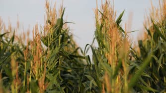 agriculture 5470071 1920
