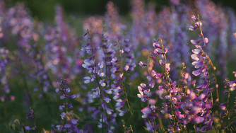 Blog CardImg Clover soil health