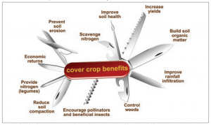 The many benefits of cover crops