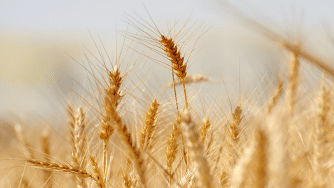 Blog CardImg Wheat