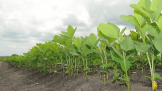 Blog CardImg soybeans