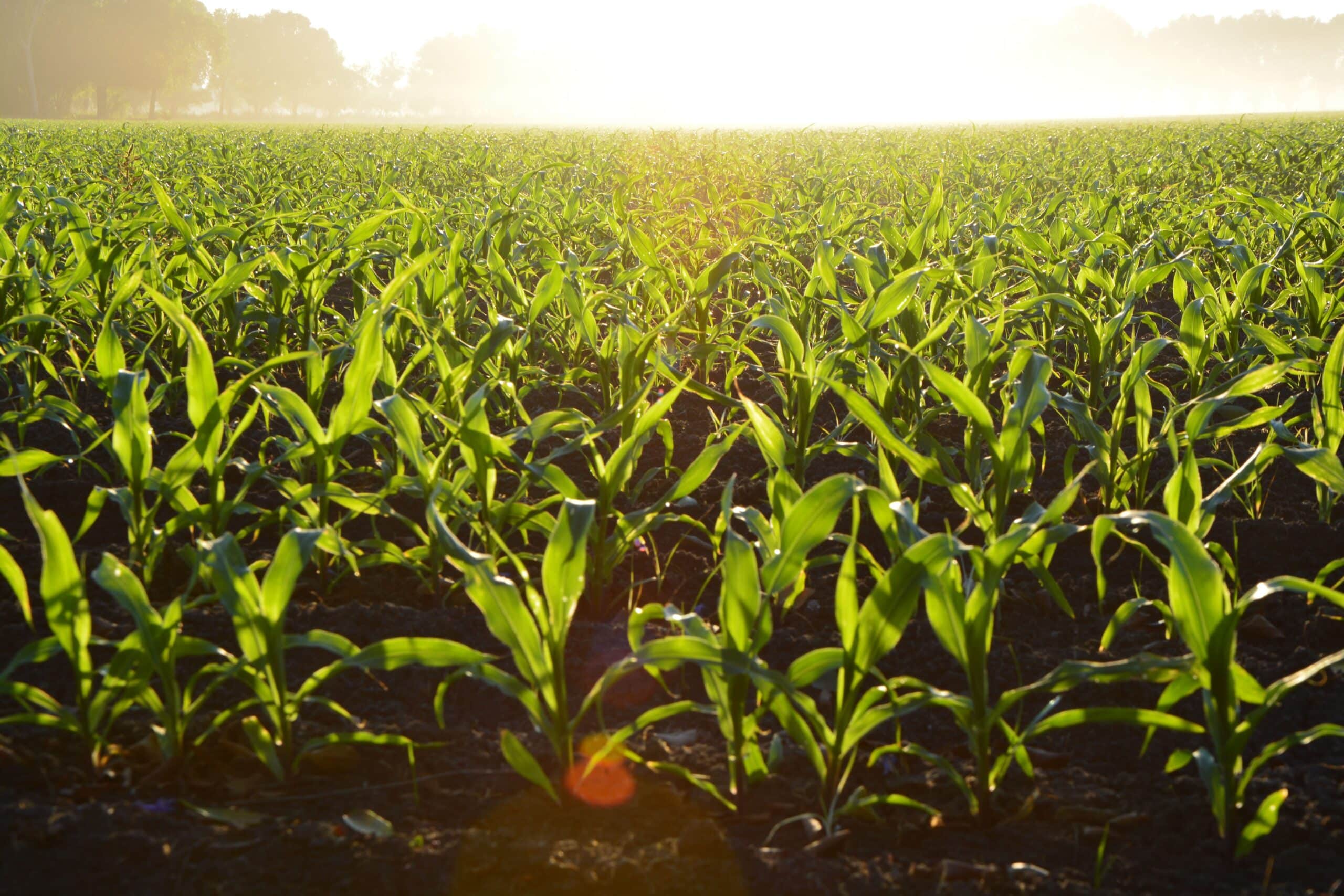 corn field wide