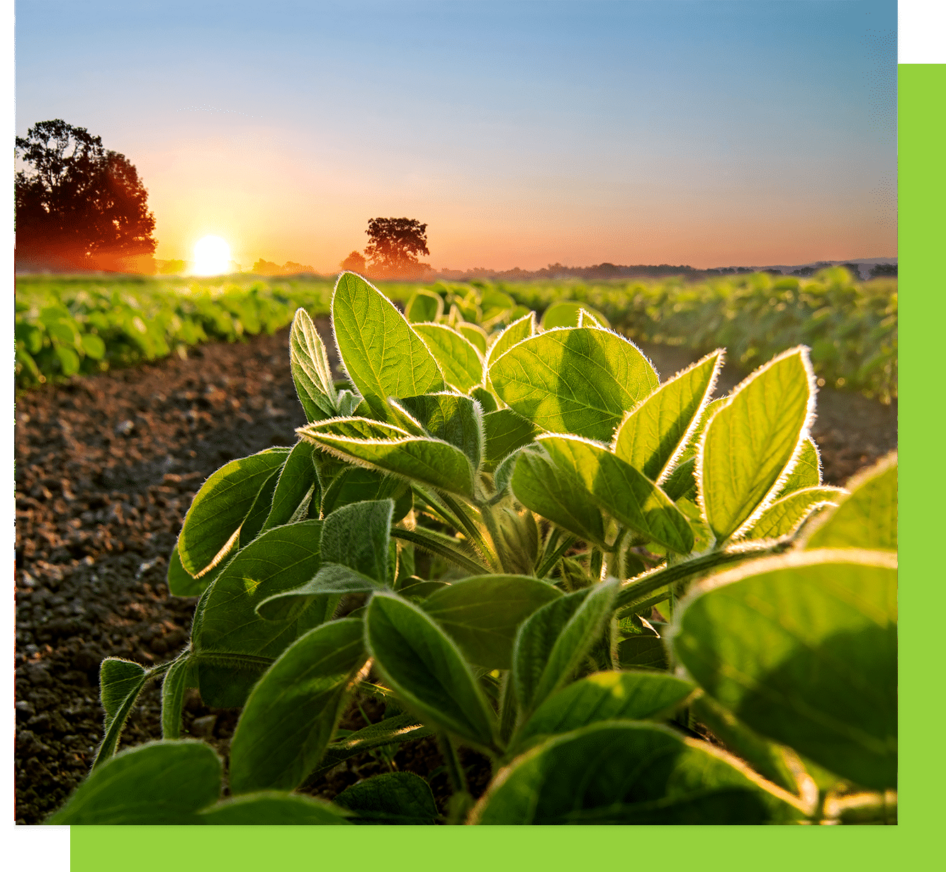 soybean yeilds