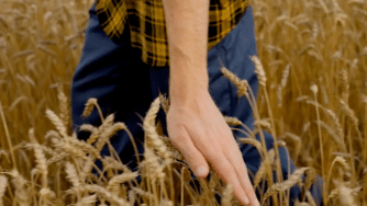 Blog CardImg wheat hand
