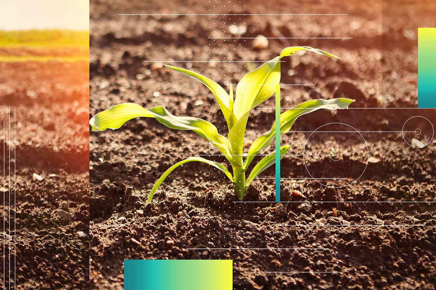 The Definitive Guide To Regenerative Agriculture Regenerative Farming