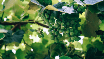 Blog CardImg chardonnay grapes