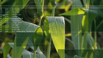 CIBO collage corn 3