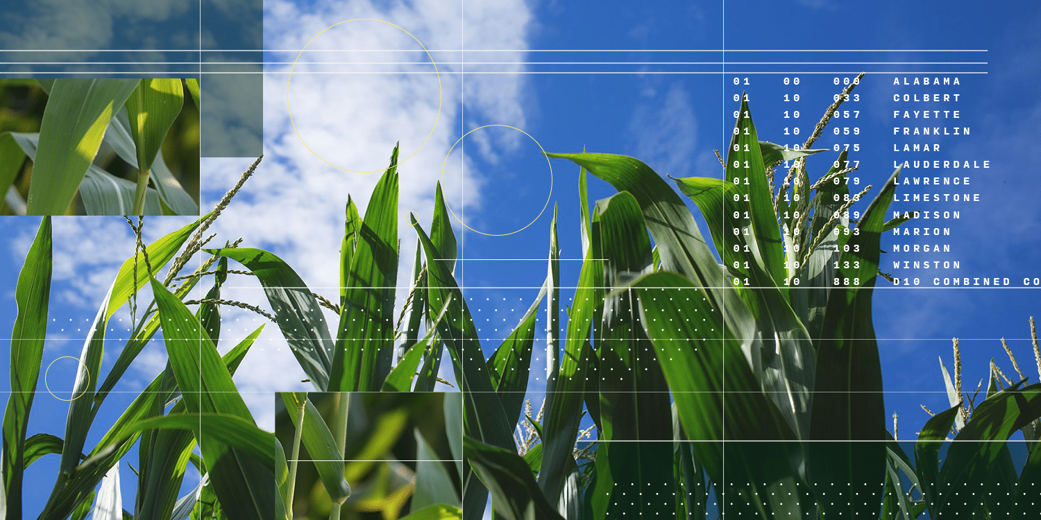 CIBO collage corn 4