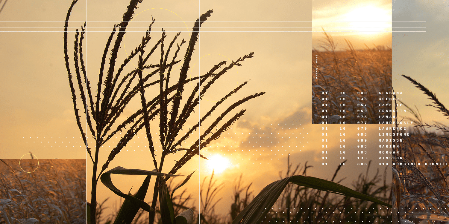 CIBO collage corn sunset