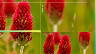 CIBO collage of red clover cover cropping a field