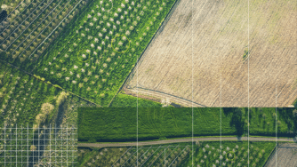 Collage image of crops in the middle of growing season