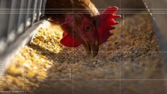 CIBO collage hen