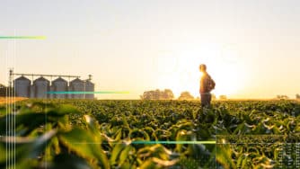 CIBO Man Field Sunset 1