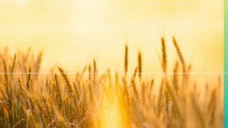 CIBO sunshine wheat a